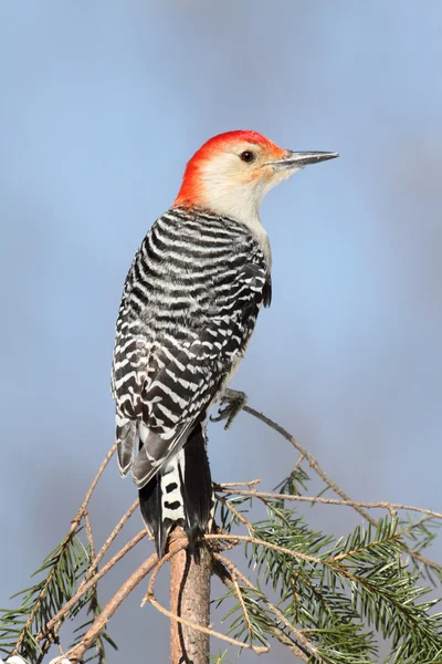 Woodpecker on a pine branch — Stock Photo, Image