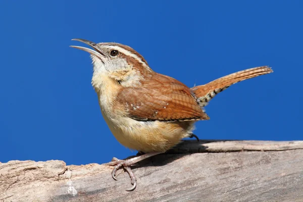Pássaro cantando na primavera — Fotografia de Stock