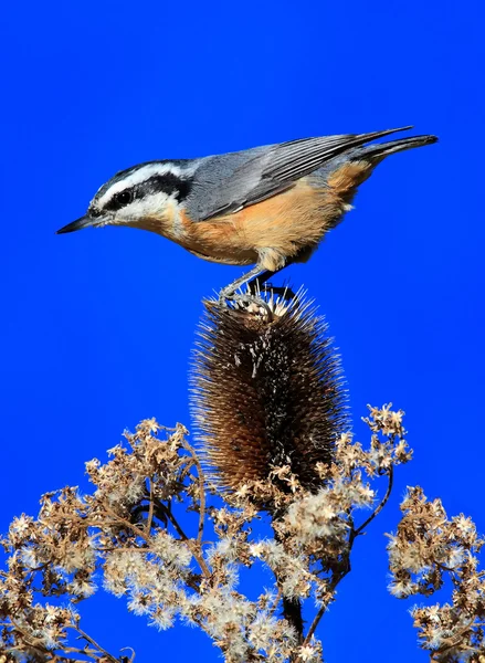 Bir levrek üzerinde kırmızı göğüslü sıvacı kuşu — Stok fotoğraf