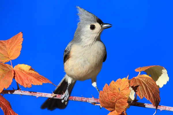 Pájaro en una percha — Foto de Stock