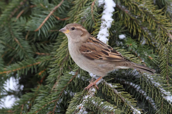 House Sparrow in Winter — Stock Photo, Image
