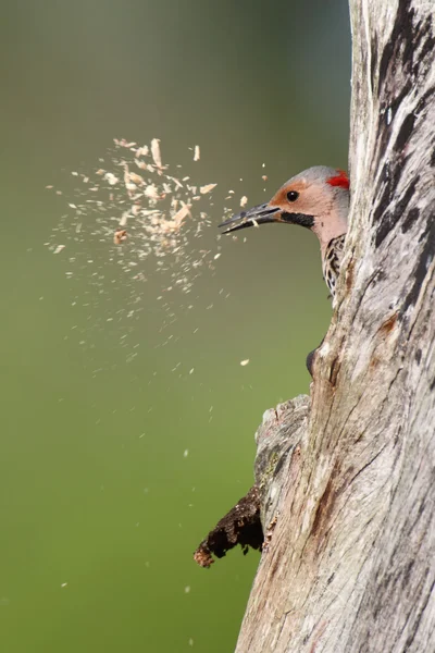 Woodpecker building a nest — Stock Photo, Image