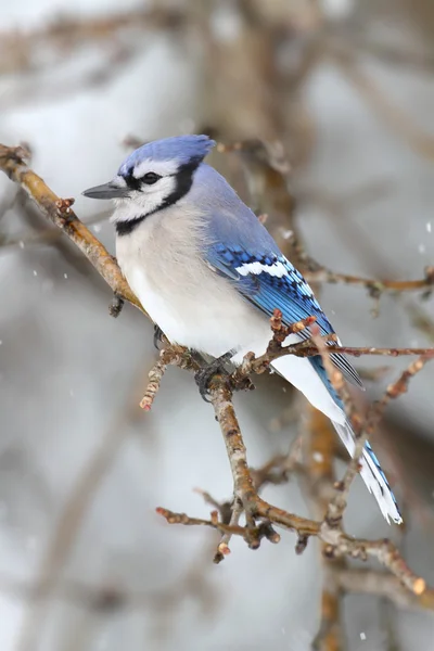 Stock image Blue Jay In Snow