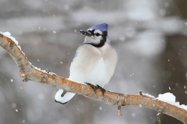 Blue Jay In Snow — Stock Photo, Image