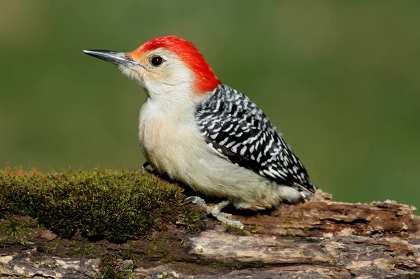 Woodpecker on a Moss covered Log — Stock Photo, Image