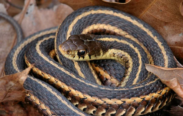 Podwiązki Snake (Thamnophis sirtalis) — Zdjęcie stockowe