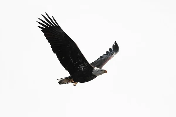 Isolated Bald Eagle Carrying A Fish — Stock Photo, Image