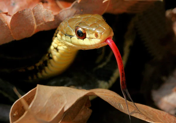 Strumpeband orm (Thamnophis sirtalis) — Stockfoto