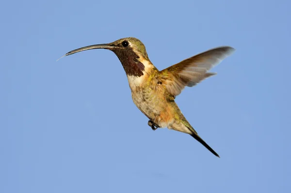 路西法蜂鸟 (Calothorax 路西法) — 图库照片