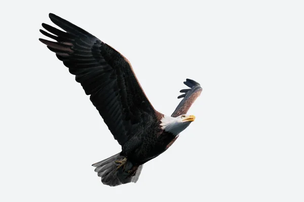 Isolated Bald Eagle — Stock Photo, Image
