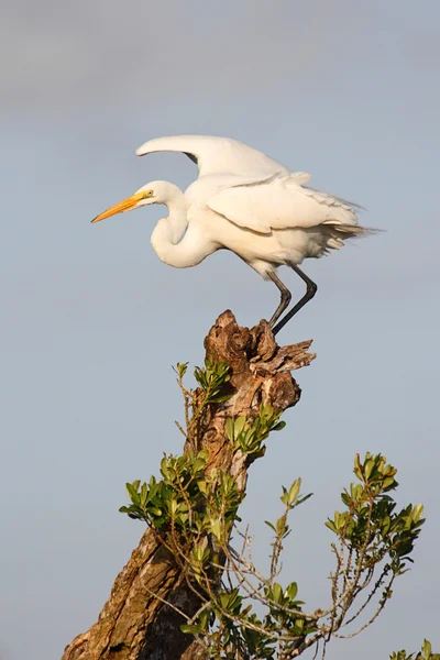 Büyük Egret (ardea alba) — Stok fotoğraf