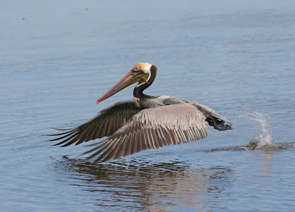 Brown Pelican (pelecanus occidentalis) — Stock Photo, Image