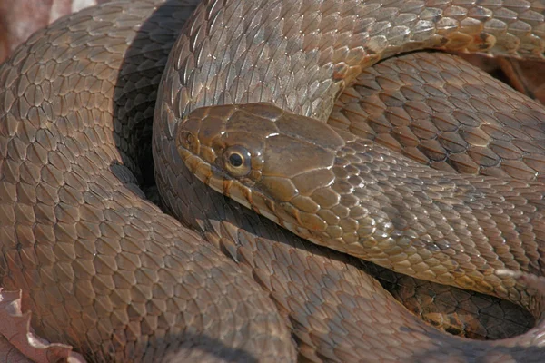 Serpiente de agua del norte (Nerodia sipedon) — Foto de Stock