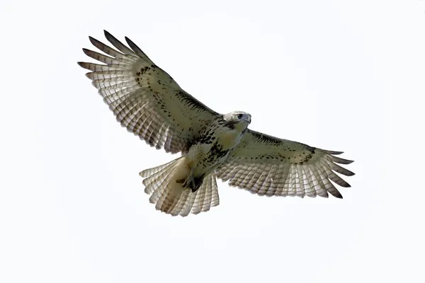Falco dalla coda rossa isolato — Foto Stock
