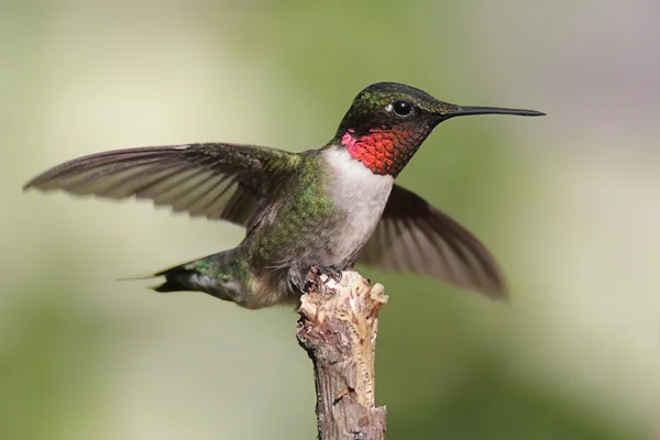 男性红宝石-throated 蜂鸟 — 图库照片
