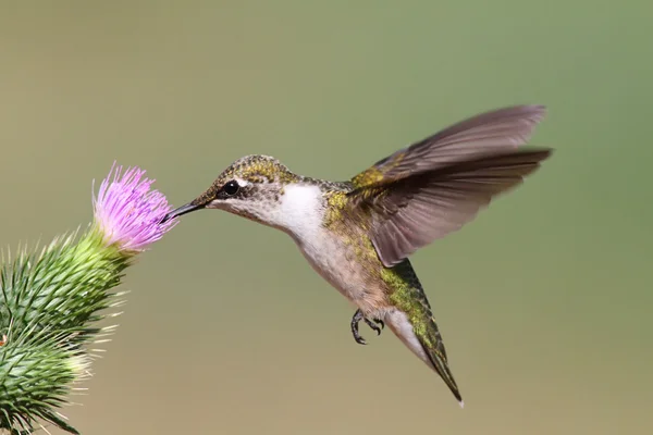 Colibri à gorge rubis juvénile — Photo