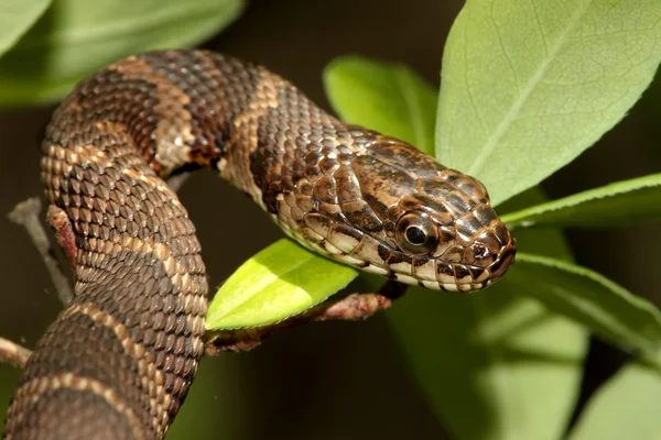 Wąż północny (Nerodia sipedon) — Zdjęcie stockowe