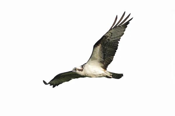 Osprey (pandion haliaetus) Isolated — стокове фото