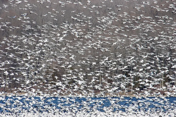 Gansos de nieve en vuelo —  Fotos de Stock