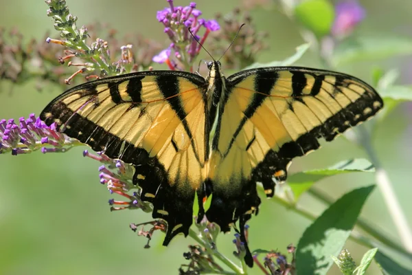 Tiger Swallowtail motyl (Papilio glaucas) — Zdjęcie stockowe