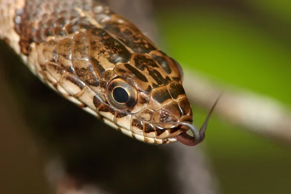 Northern Water Snake (nerodia sipedon) — Stock Photo, Image