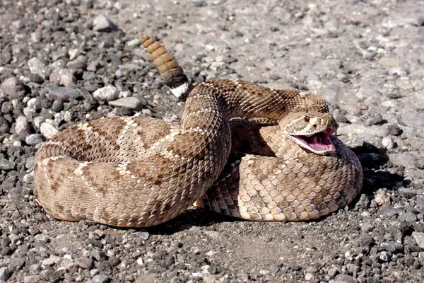 Batı diamondback çıngıraklı yılan (crotalus atrox) — Stok fotoğraf