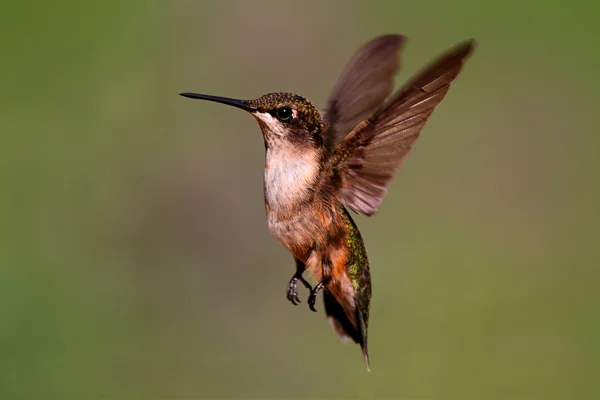 Kolibřík rubínohrdlý — Stock fotografie