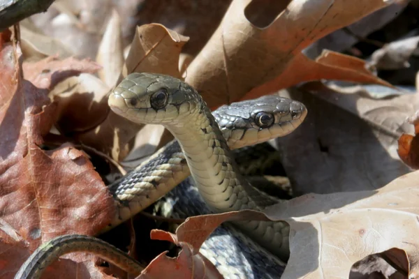 Serpente giarrettiera (Thamnophis sirtalis ) — Foto Stock