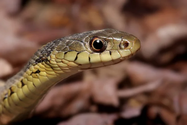 Cobra-Jarreteira (Thamnophis sirtalis ) — Fotografia de Stock
