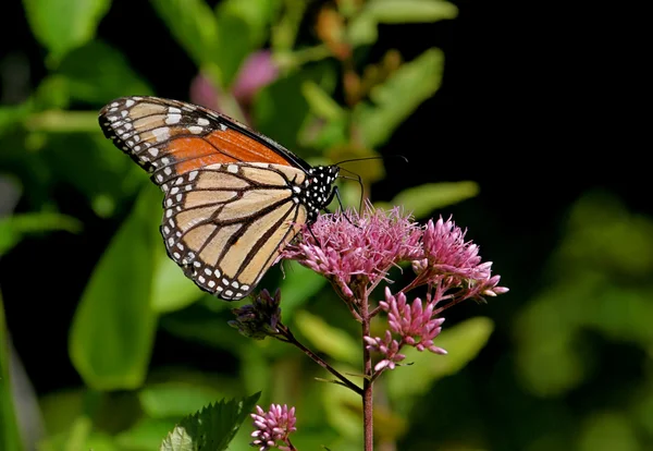 Motyl monarcha (danaus plexippus)) — Zdjęcie stockowe