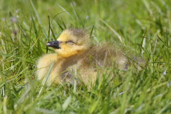 Baby Canada Goose — Stock fotografie