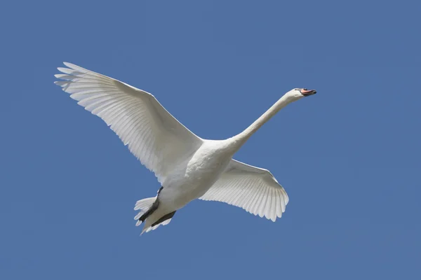 Mute Swan (Cygnus olor) In Flight — Stock Photo, Image