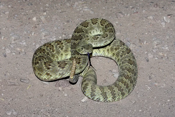 莫哈韦沙漠响尾蛇-磷酸解酶 scutulatus — 图库照片
