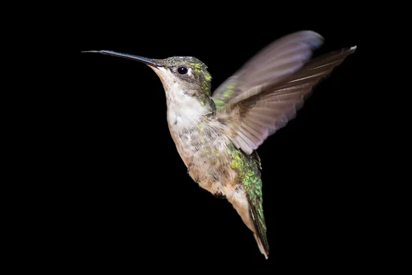 Beija-flor-de-garganta-rubi (Archilochus colubris) — Fotografia de Stock