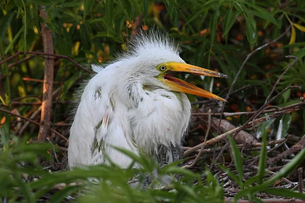 Bambino Grande Egret (Ardea alba ) — Foto Stock