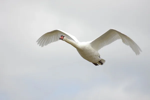 Niema Swan (Cygnus olor) w locie — Zdjęcie stockowe