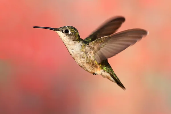 Ruby-throated Hummingbird In Flight — Stock Photo, Image