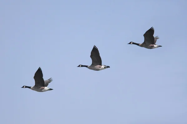 Kanada Goose (branta canadensis) repülés közben — Stock Fotó