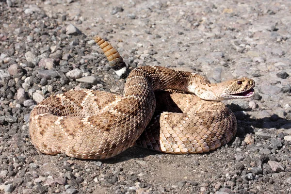Western Diamondback Rattlesnake (Crotalus atrox) — Stock Photo, Image