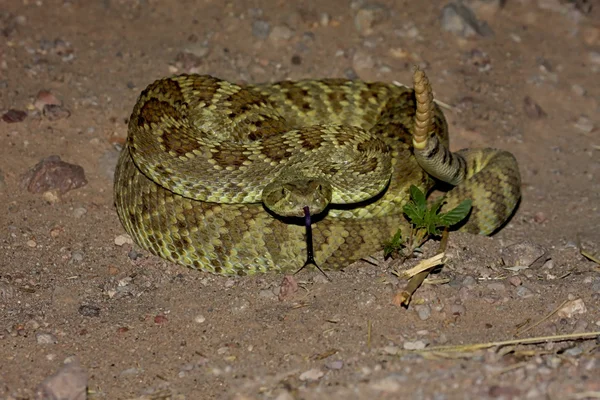 Serpiente de cascabel de Mojave - Crotalus scutulatus — Foto de Stock