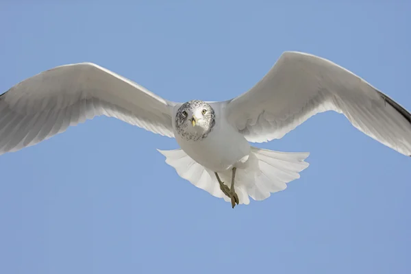 Gull In Flight — Stock Photo, Image