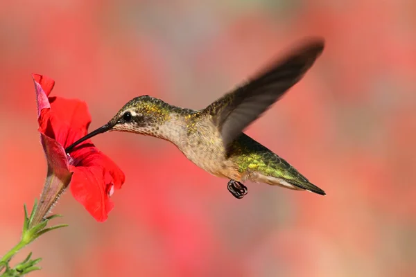 Ruby-throated kolibri flyg — Stockfoto