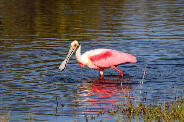 Roseate Spoonbill Hunting In Water — Stock Photo, Image