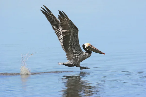 Pelicano castanho (Pelecanus occidentalis) — Fotografia de Stock