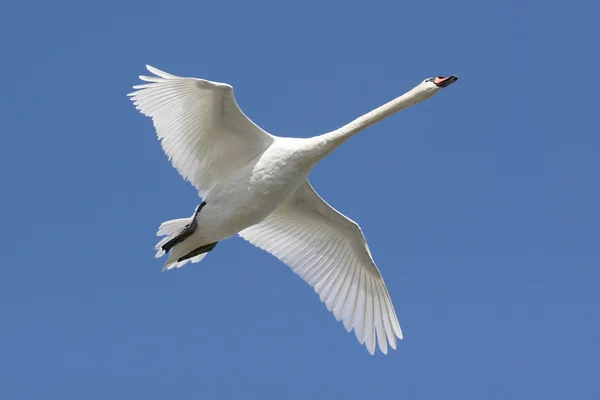 Cisne mudo (Cygnus olor) em voo — Fotografia de Stock