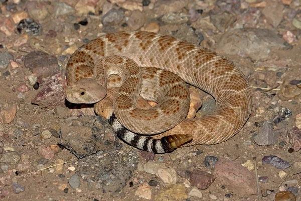Nyugati diamondback csörgőkígyó (csörgőkígyó) — Stock Fotó