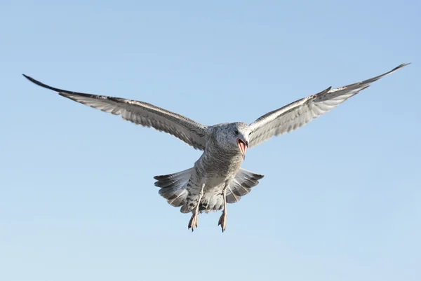 Screaming Gull — Stock Photo, Image