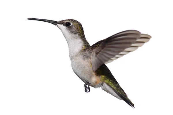 Elszigetelt ruby torkú hummingbird — Stock Fotó