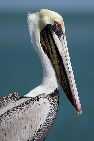 Brown Pelican (pelecanus occidentalis) — Stock Photo, Image