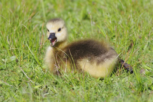 Baby Canada Goose — Stockfoto